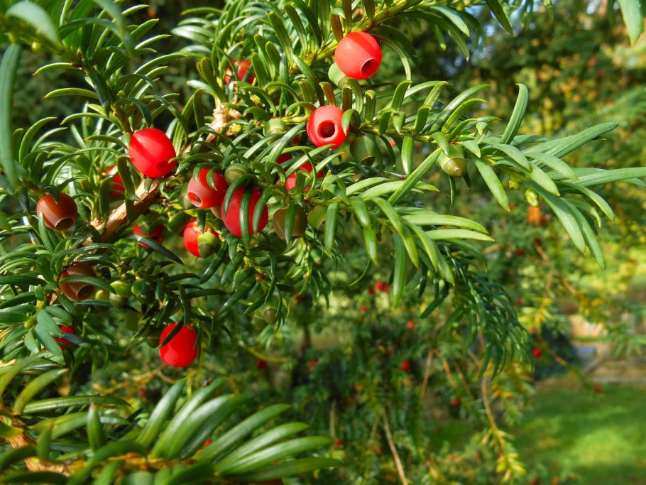 Тис ягодный систематика
