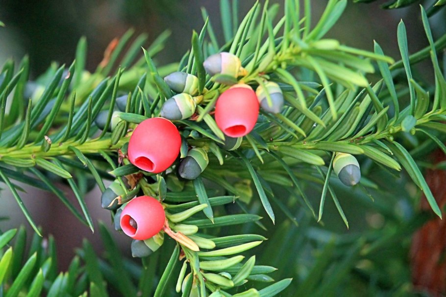 Taxus baccata, Taxaceae