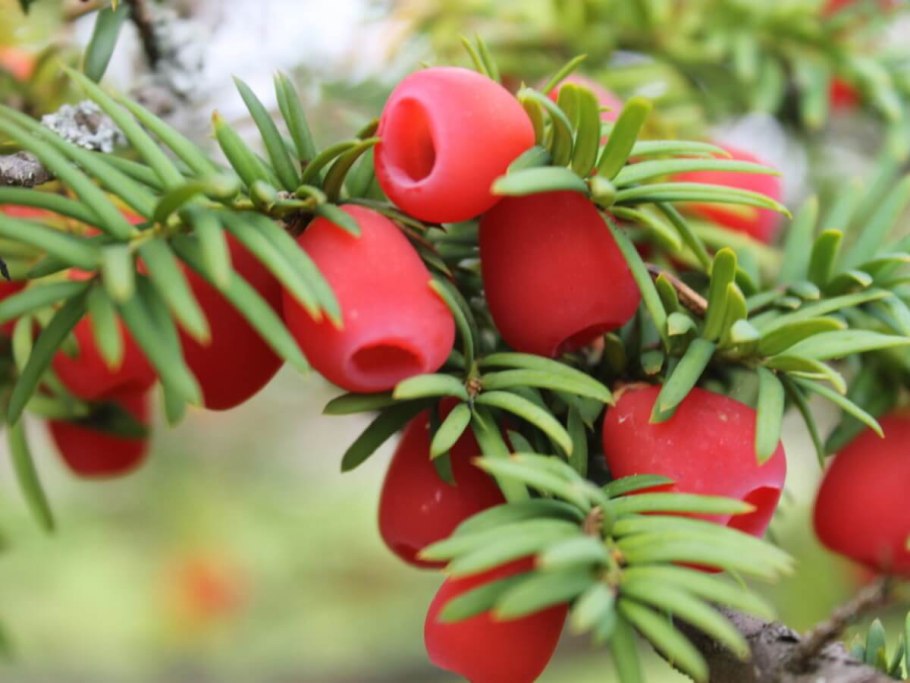 Taxus baccata, Taxaceae