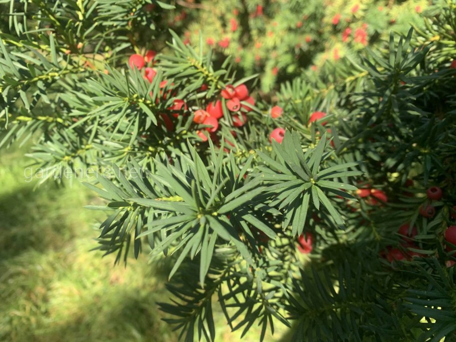 Тис ягодный Táxus baccáta