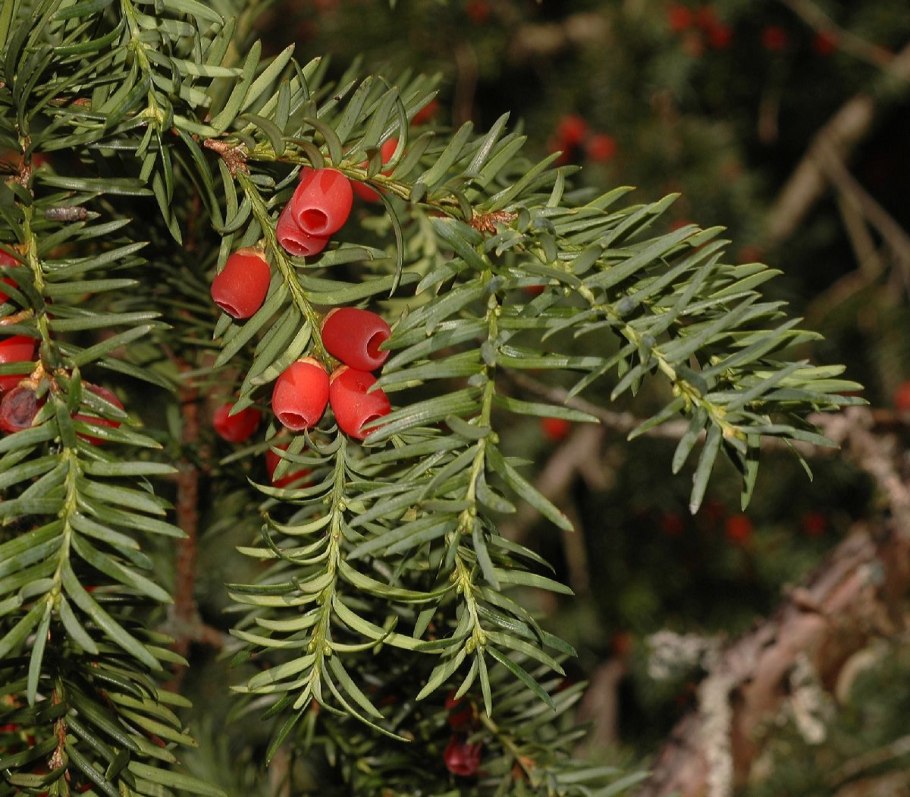 Тис ягодный – Taxus baccata l.