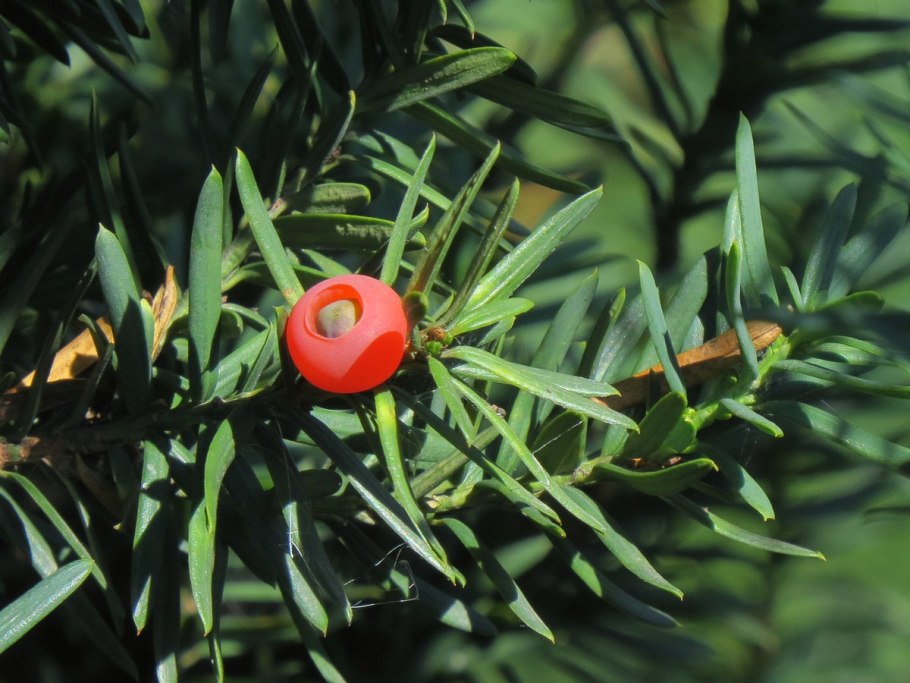 Хвойный кустарник Тисс