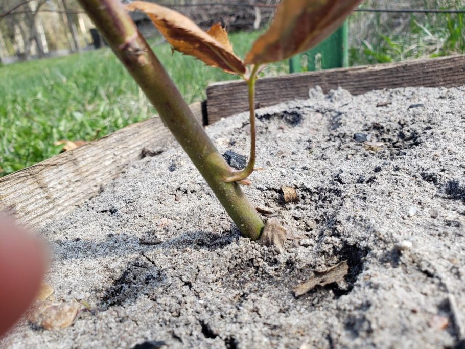 Корневые отпрыски малины