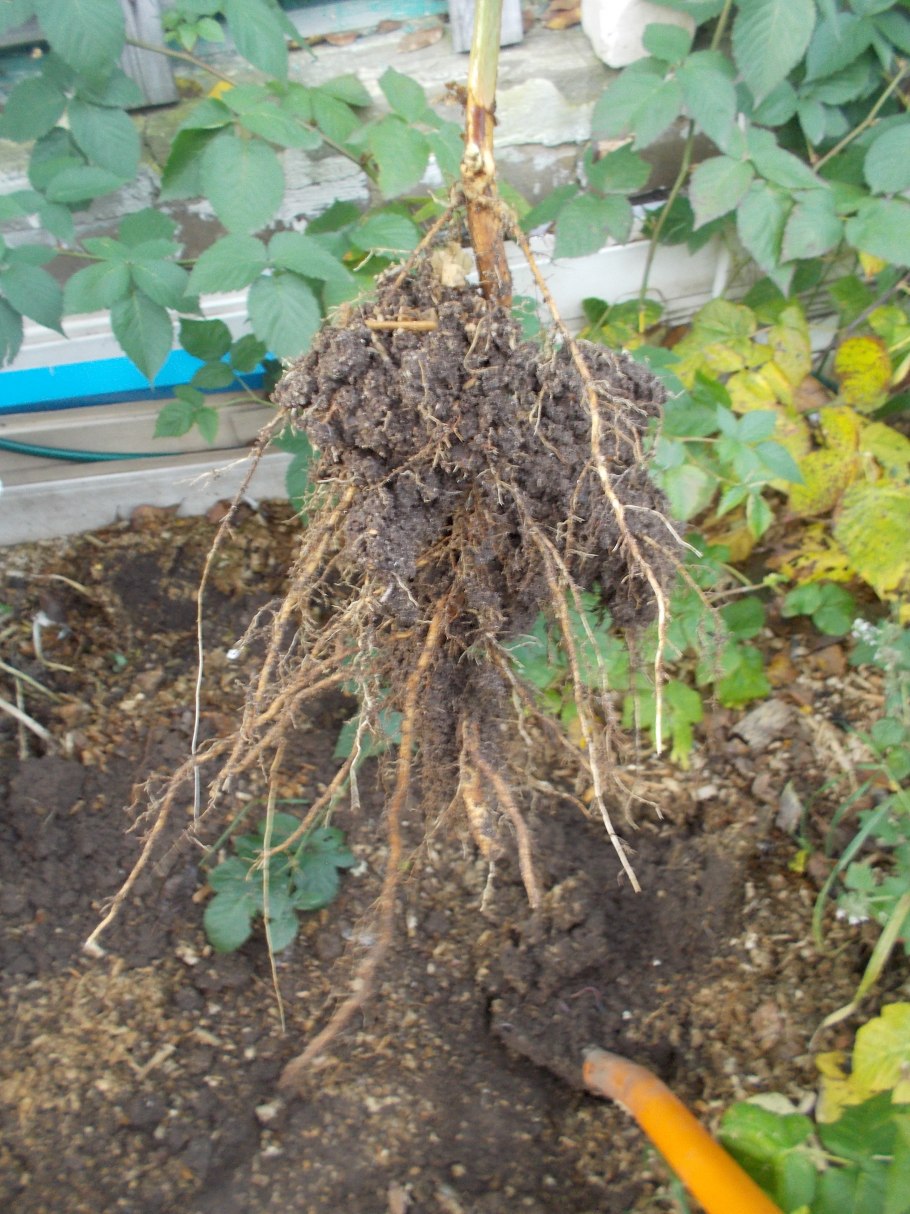 Укоренить ежевику черенками