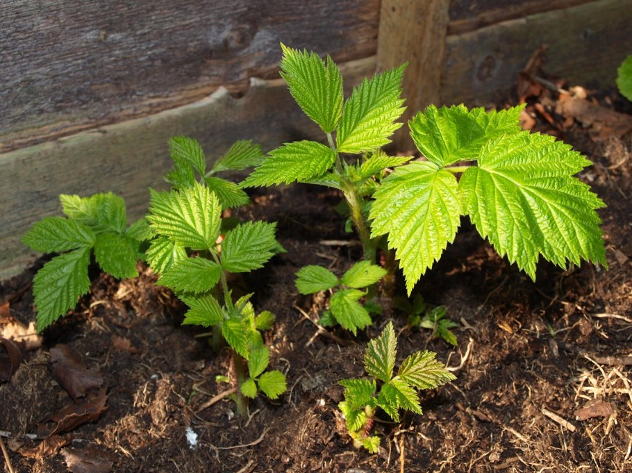 Черенкование малины Таруса