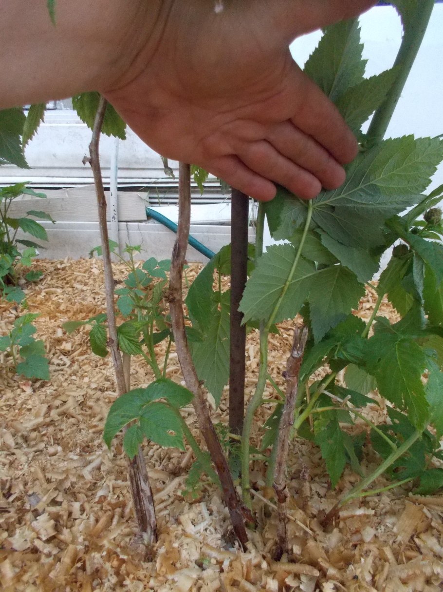 Малина рассада черенками