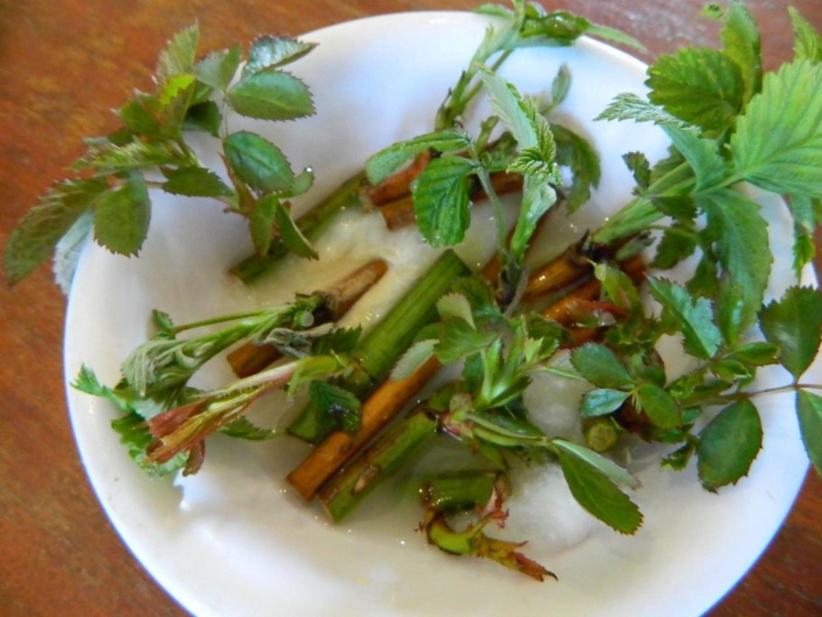 Малина рассада черенками