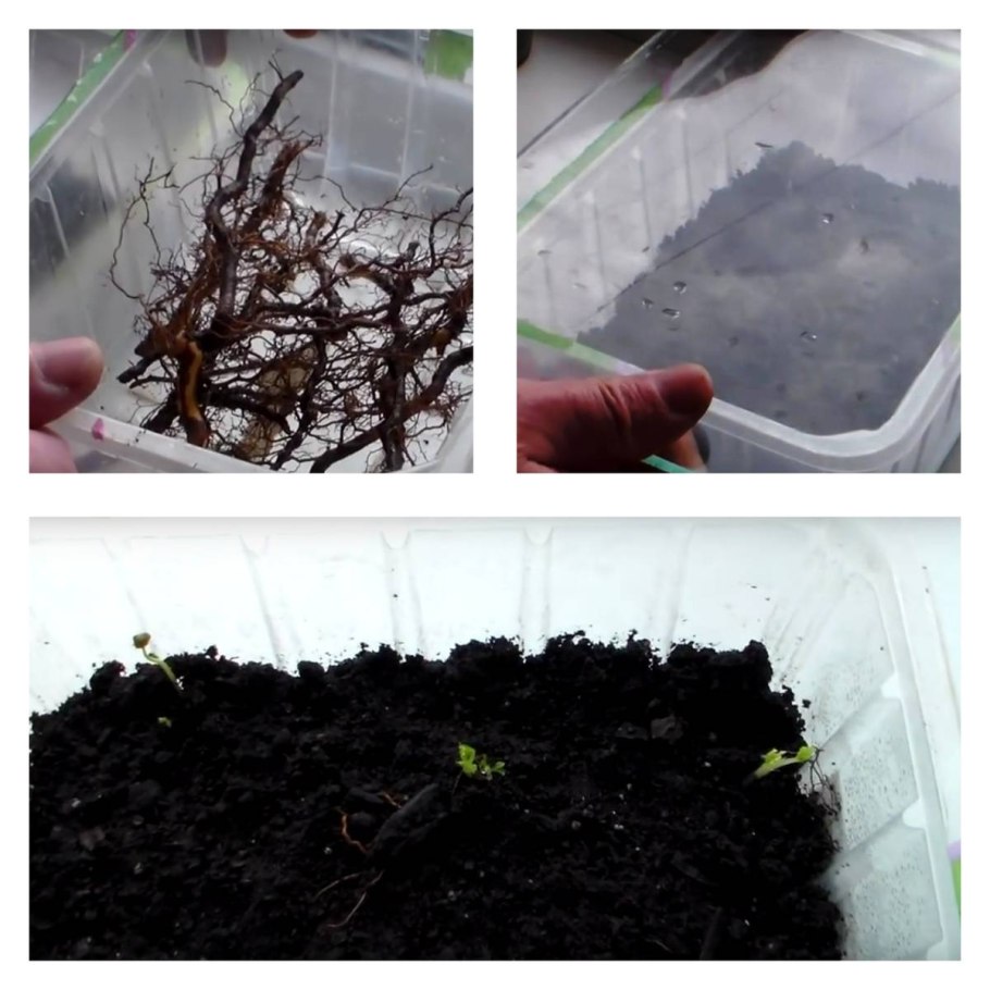 Ремонтантная малина отростки корневые весной