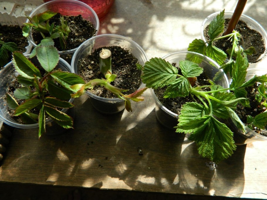 Этиолированные проростки малины