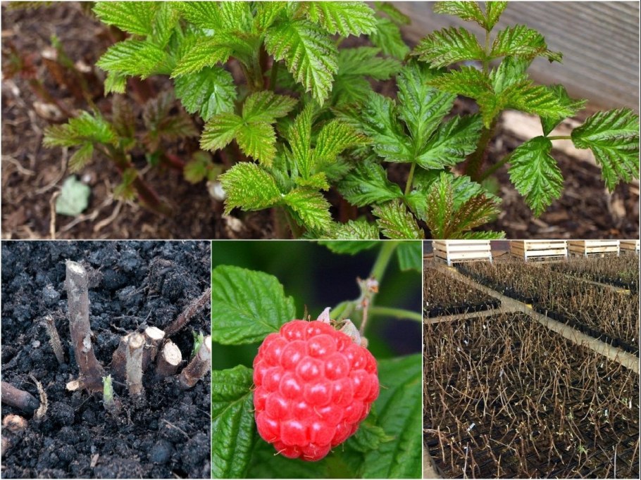 Размножение крыжовника черенками