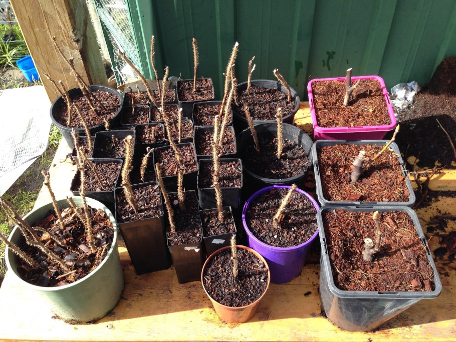 Малина размножается