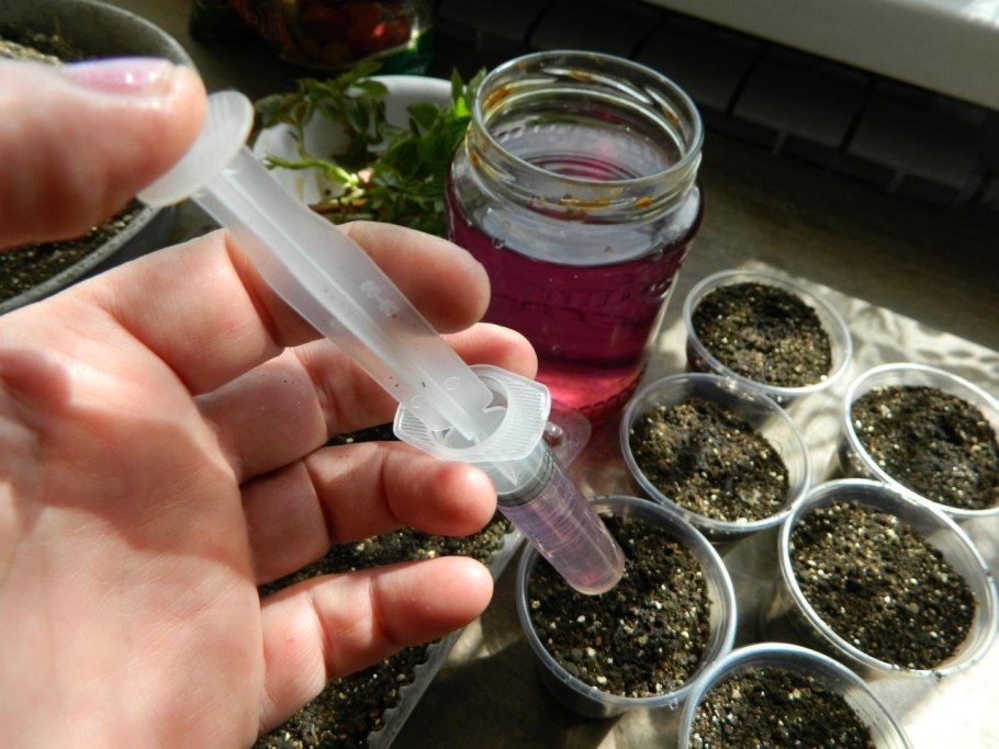 Размножение смородины стеблевыми черенками