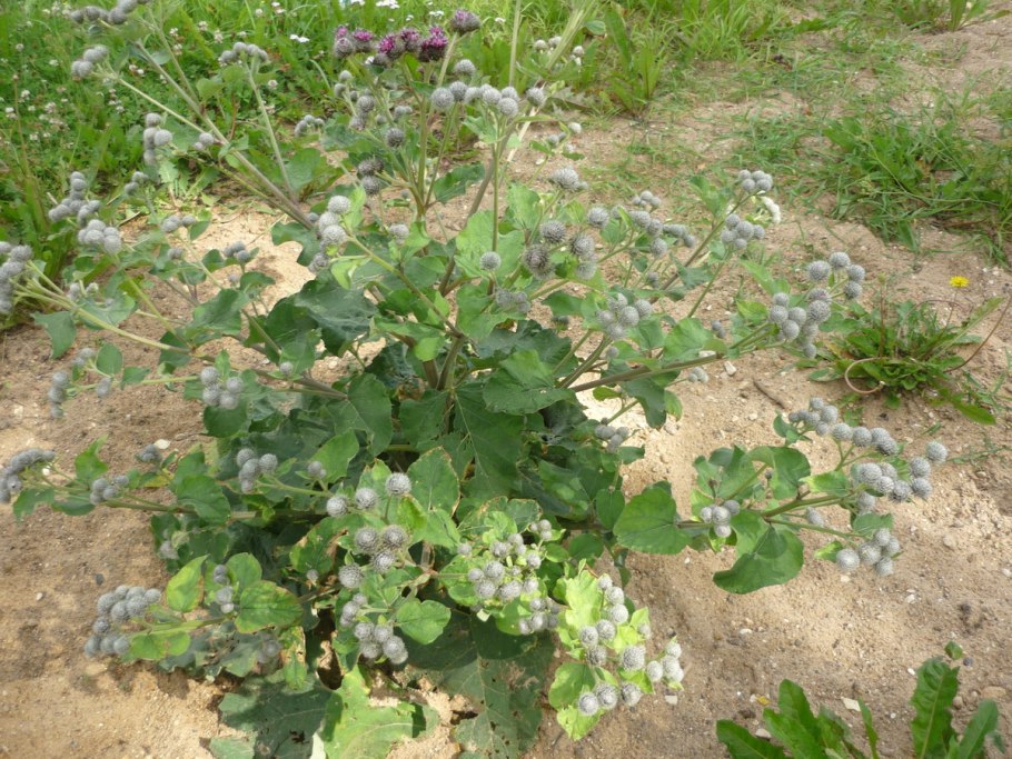 Горький лопух