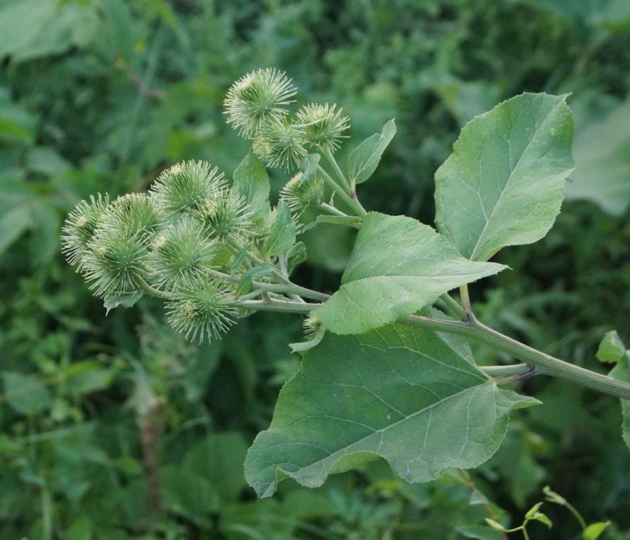 Лопух паутинистый Arctium tomentosum