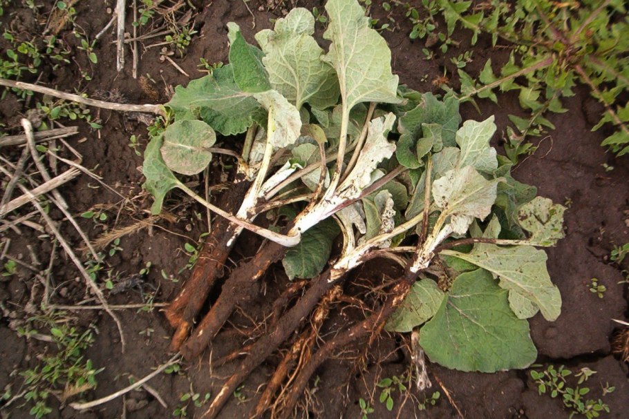 Репейник паутинистый