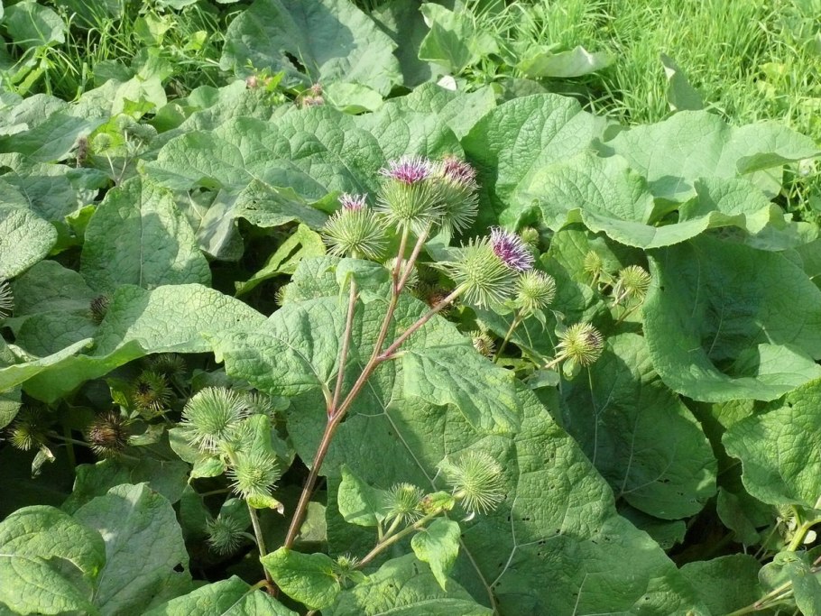 Кусты Репея