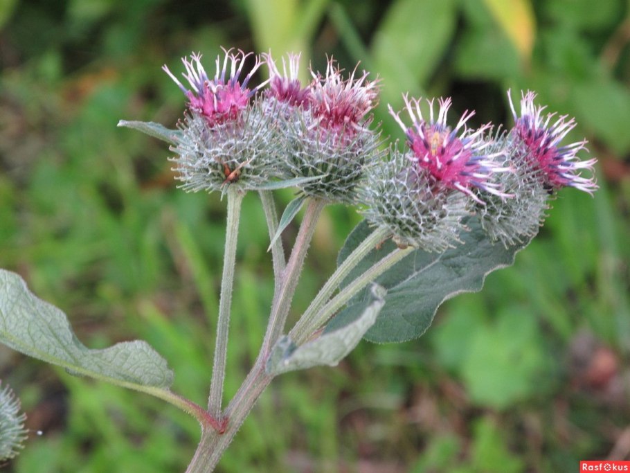 Лопух паутинистый Arctium tomentosum