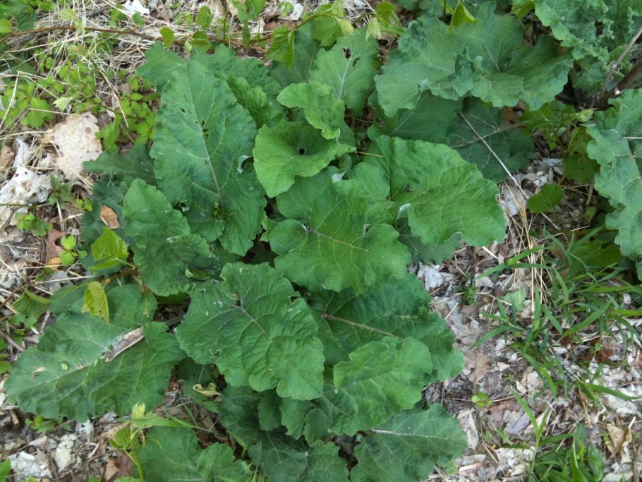 Лопух большой репейник