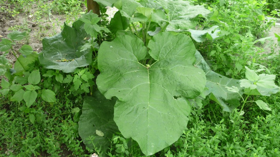 Лопух обыкновенный