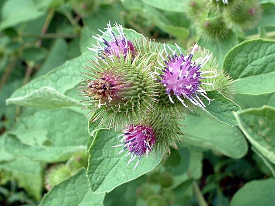 Arctium tomentosum