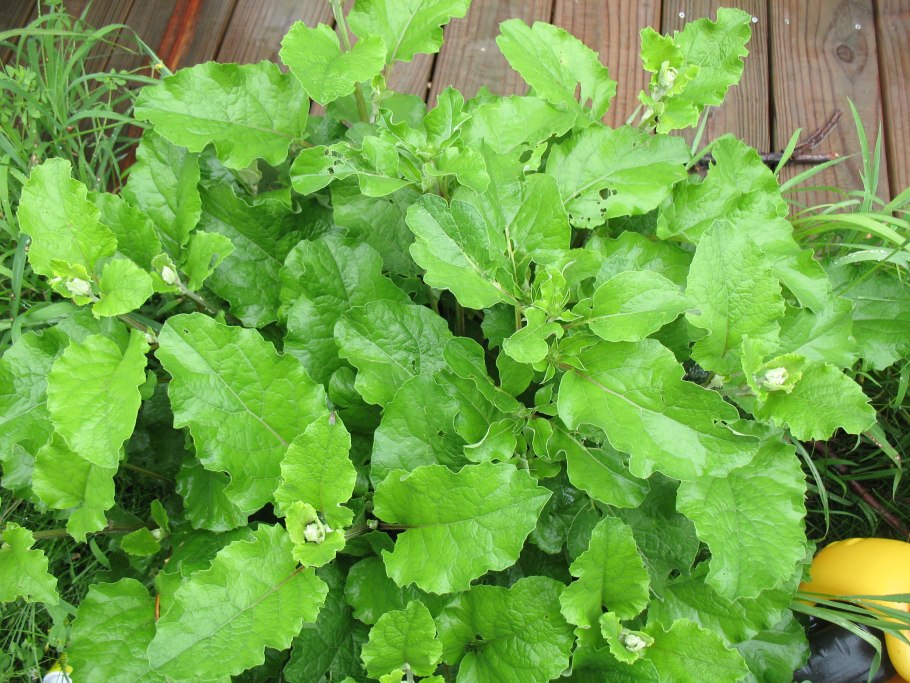 Лопух большой репейник