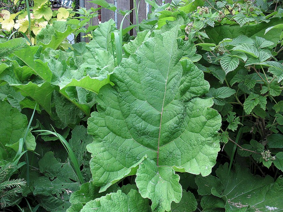 Лопух большой (Greater Burdock)