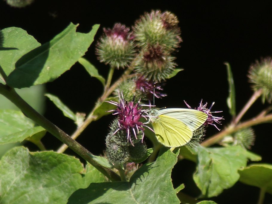 Репейник Луговой