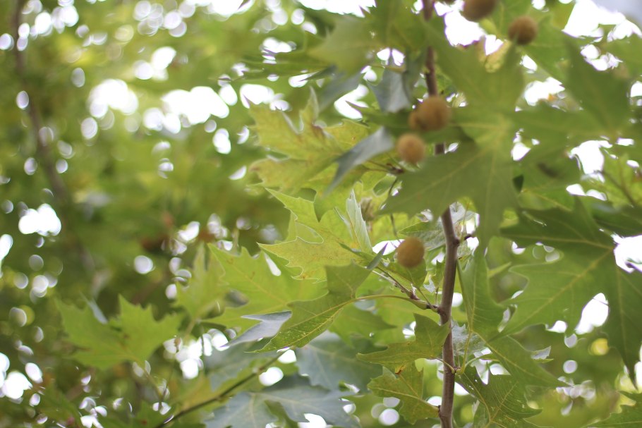 Платан сикомор