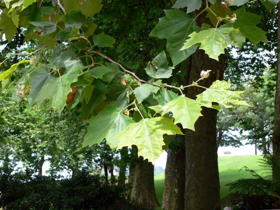 Platanus orientalis 20-25 cm