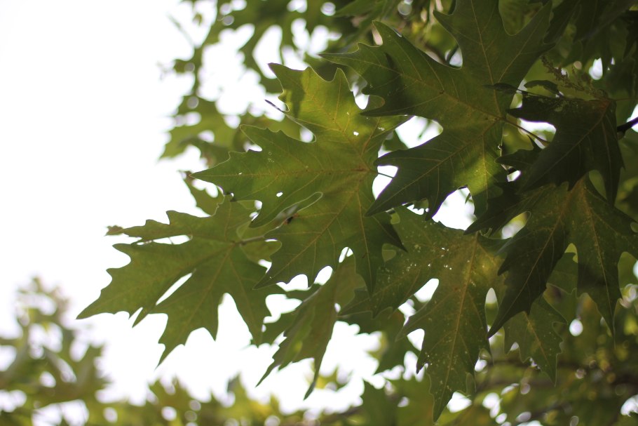 Platanus ×hispanica 'Suttnerii'