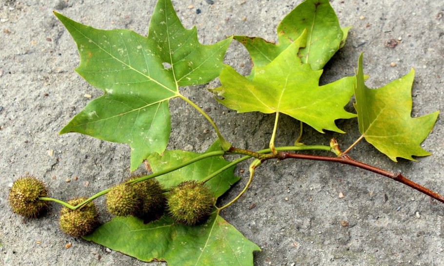 Платан мексиканский