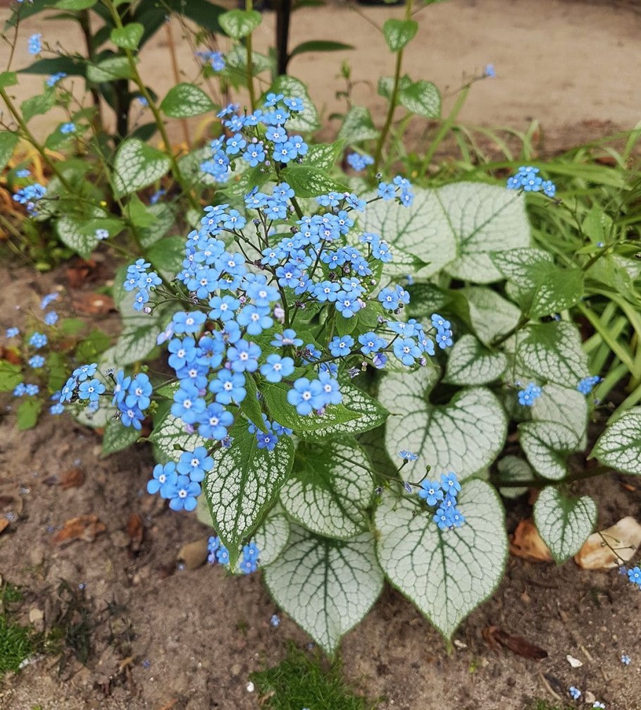Бруннера Сибирская Brunnera sibirica