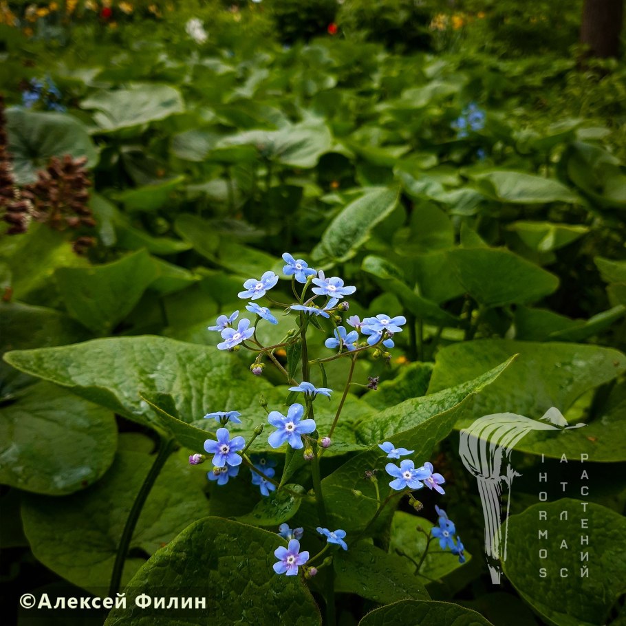 Brunnera macrophylla