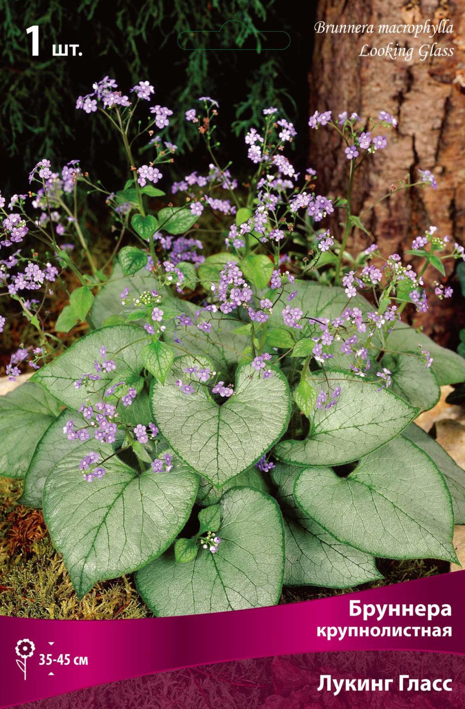 Медонос Бруннера