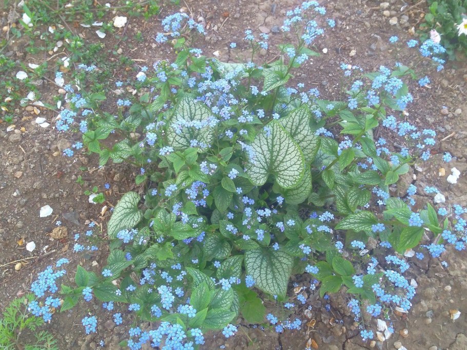 Бруннера Brunnera macrophylla variegata