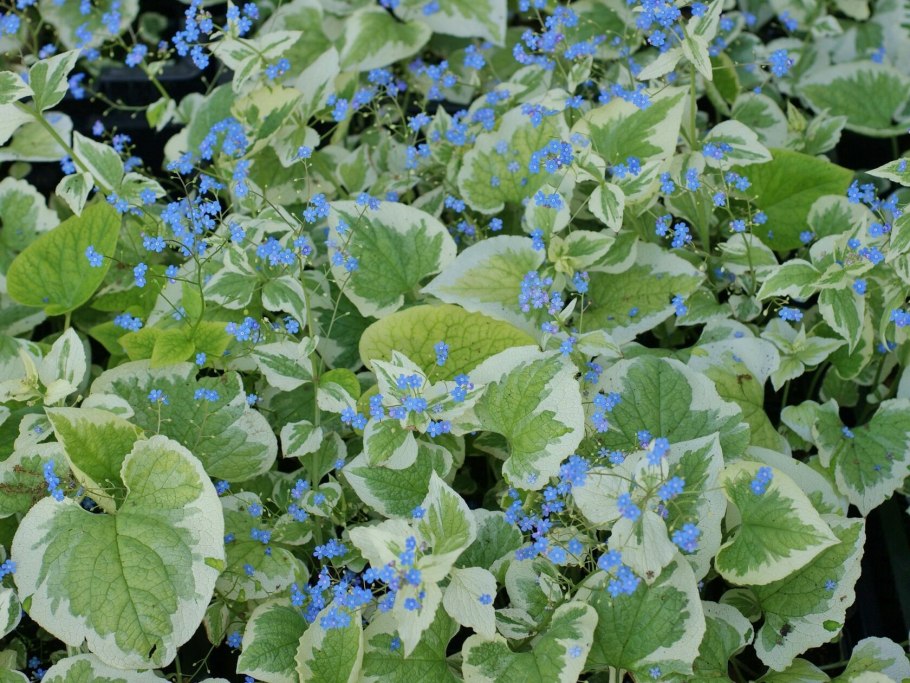 Brunnera sibirica