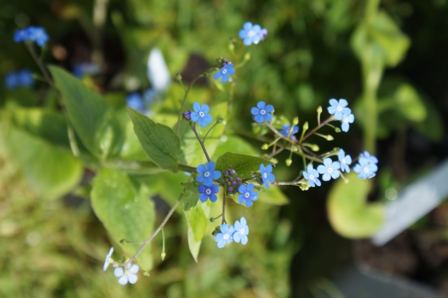 Бруннера крупнолистная сиа Харт