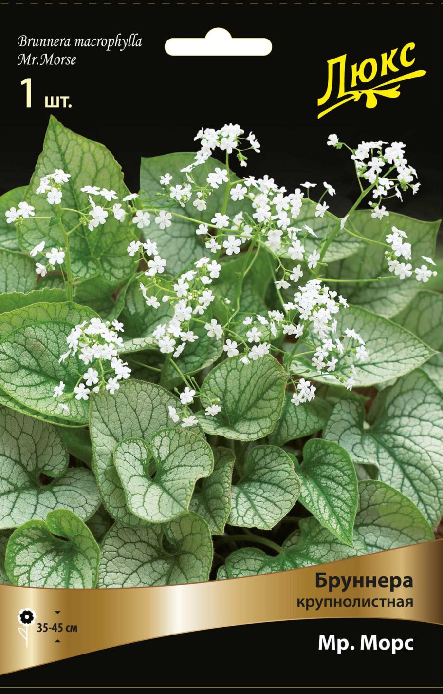 Бруннера крупнолистная МР. Морс