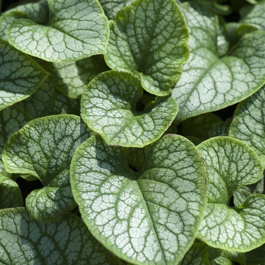 Бруннера macrophylla