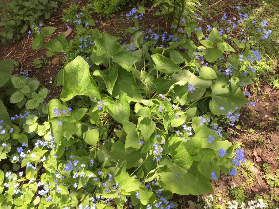 Бруннера под сирень