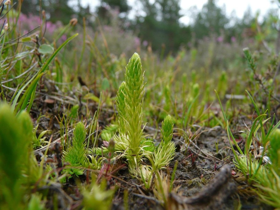 Плаун летний