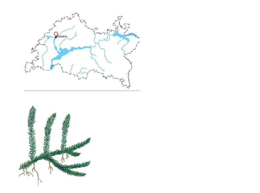 Баранец обыкновенный (Huperzia selago)