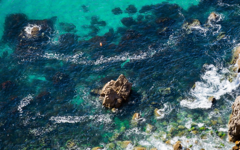 Водоросли макрофиты