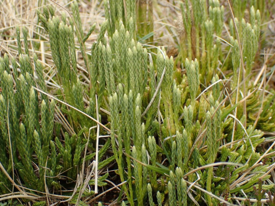 Плаун булавовидный