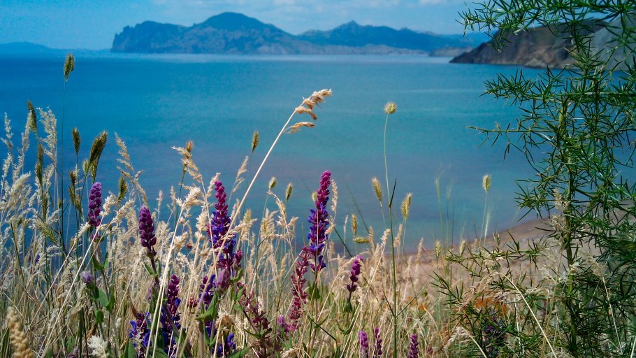 Кольчатые черви серпула