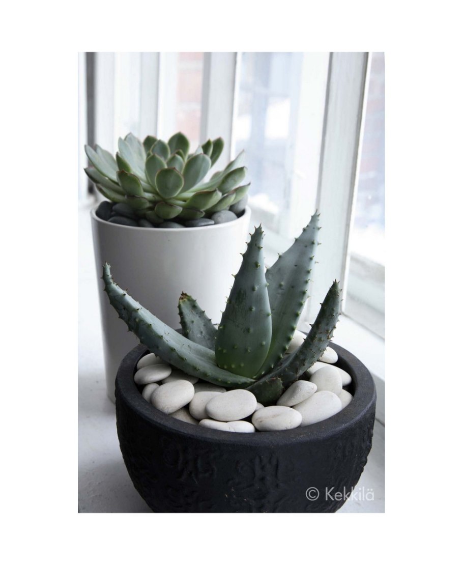 Галька для цветов в горшках