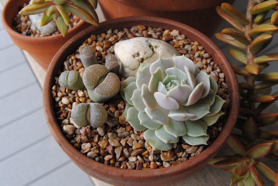 Суккулент Литопс зелёный