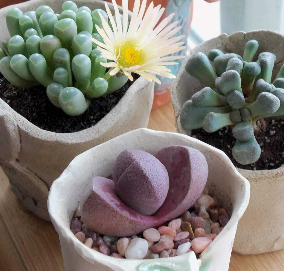 Кактус Литопс