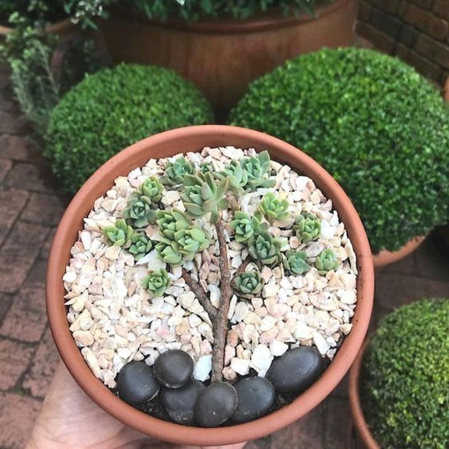 Перлит для суккулентов