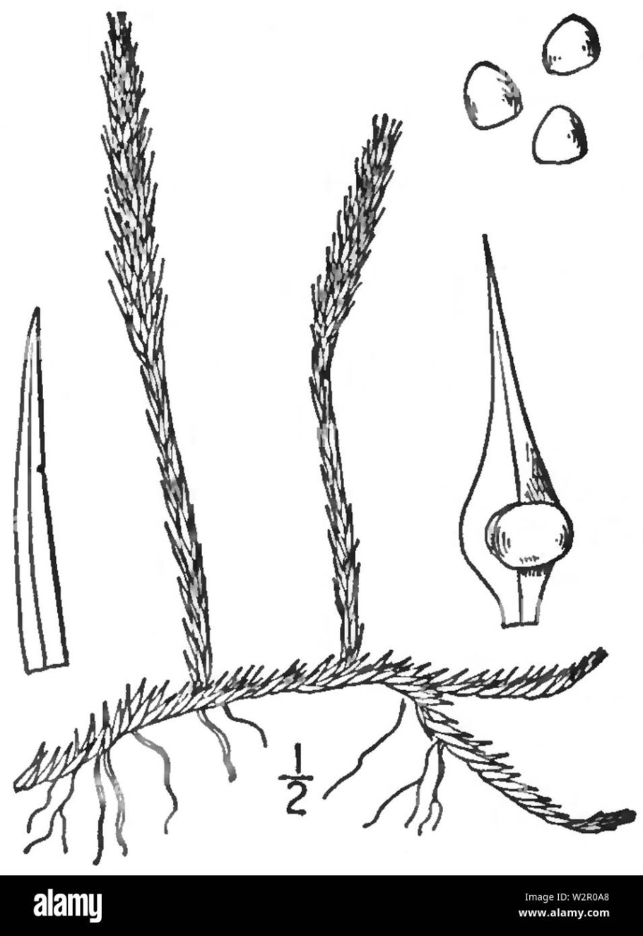 Раджа Ампат дайвинг